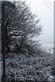 Public footpath by the frosty hedge in SG4 7PQ