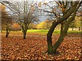 Alexandra Park in November in M14 4RP