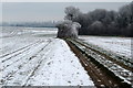 Stand of trees on the Ouse Valley Way in MK46 5DB