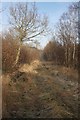 A ride in Newball Wood in Newball