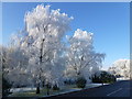 Trees transformed by hoar frost in PE14 9RG