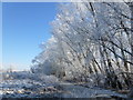 The old fish ponds in winter - The Ouse Washes near Welney in PE14 9RL