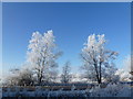 White trees on Wash Road - The Ouse Washes near Welney in PE14 9RL