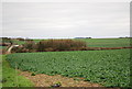 Farmland between Field and Middle Dairies in DT11 9EJ