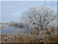 Hoar frost on the trees, Manea pit in PE15 0JJ
