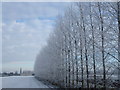 Row of Poplar trees covered in hoar frost in PE15 0JT