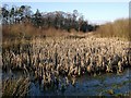 Wetlands at the Whitehill Colliery Woodland in KA18 2RD