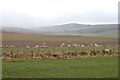 Sheep feeding near Bin Forest in AB54 4TL