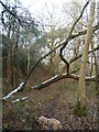 In Cringlebarrow Woods in The Yealands