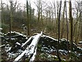 Fallen Ash, Cringlebarrow in The Yealands