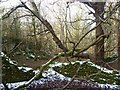 Old Walls, Cringlebarrow Woods in The Yealands