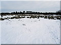 Snowbound Pasture by Hancocks in BB7 3JU