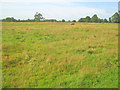 Meadow near Thorney Hall in Thorney