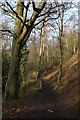 Footpath through the wood on the western slopes of Kinver Edge in DY11 5SB