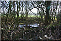 A Pond over the Hedge in TN15 0ES