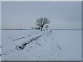 Track and trees in the snow near Chatteris in PE16 6DJ
