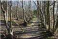 Footpath Junction, Clearhedges Wood in TN11 9RG