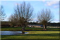 Trees and pond in field beside Wick Lane in SP5 3NR