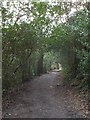 Footpath through woods south of Trelissick garden in TR2 5JH