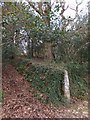 Old boundary wall in woodland at Trelissick in TR2 5JH