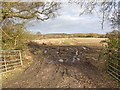 Fields off Hillborough Lane in B50 4LT