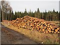 Log pile, Bog Myrtle Wood in FK17 8LJ