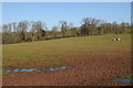 Field near Evesbatch in WR6 5AE