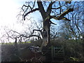 Newly damaged tree in Mercaston