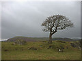 Tree on outcrop near Moss Nook in LA12 7QT