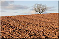 Tree and a ploughed field in HR1 3PF