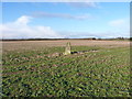 Money Hill trig in a stubble field in Ashby Money Hill Ward