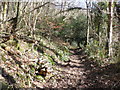 Footpath through Stowey Wood in TA24 7BW