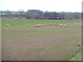 Sheep grazing west of Newton Kyme in LS24 9FJ