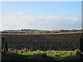 Ploughed field near Heathery Tops in TD15 2FR