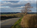 Lone tree along Station Road in LE8 8TF