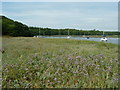 Sea Lavender on the Beaulieu River bank in SO42 7YJ