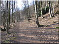 Track through the Ochil Hills Woodland Park in FK12 5NA