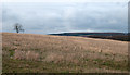 Stubble field west of Brandon to Bishop Auckland Railway Path in DL15 0TJ