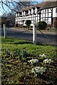 Snowdrops in the centre of Dilwyn in HR4 8JS