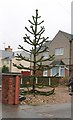 Monkey Puzzle Tree on Eakring Road in NG22 8SX
