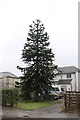Monkey Puzzle Tree, Eakring Road, Bilsthorpe in NG22 8PY