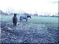Two horses in a field in TN21 0QJ