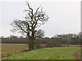 Winter Oak on Field Boundary in Maldon West Ward