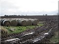 Round bales, Roxburghshire in TD8 6DA