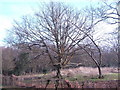 Oak by Heronry Wood in TN20 6UP