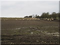 Sheep on winter feed in YO62 4LW