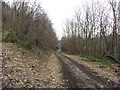 Forestry track near Pant-y-ffridd in SY21 8BG