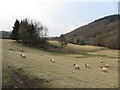 Sheep-farming in the Rhiw Valley in SY21 8BE