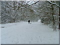 Oversley Wood in snow 8th Feb 07 in B49 6EB