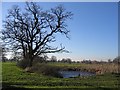 Pond and Trees from the Footpath to Dark Lane in CH3 9QR